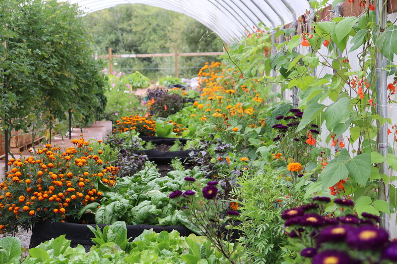 Autumn in the Royal Gold Greenhouse