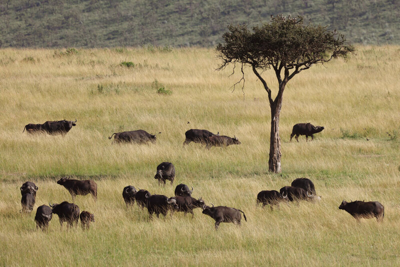 safariedited-325
