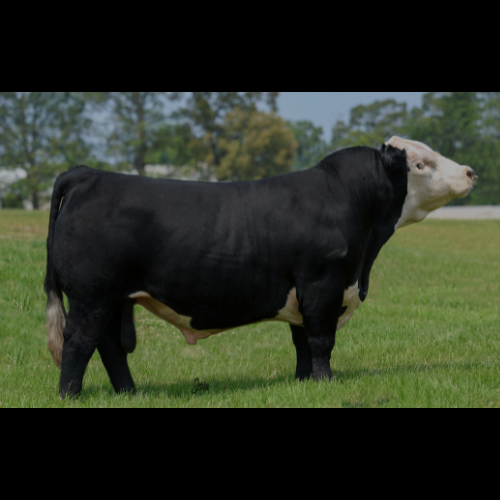 Black Hereford sire