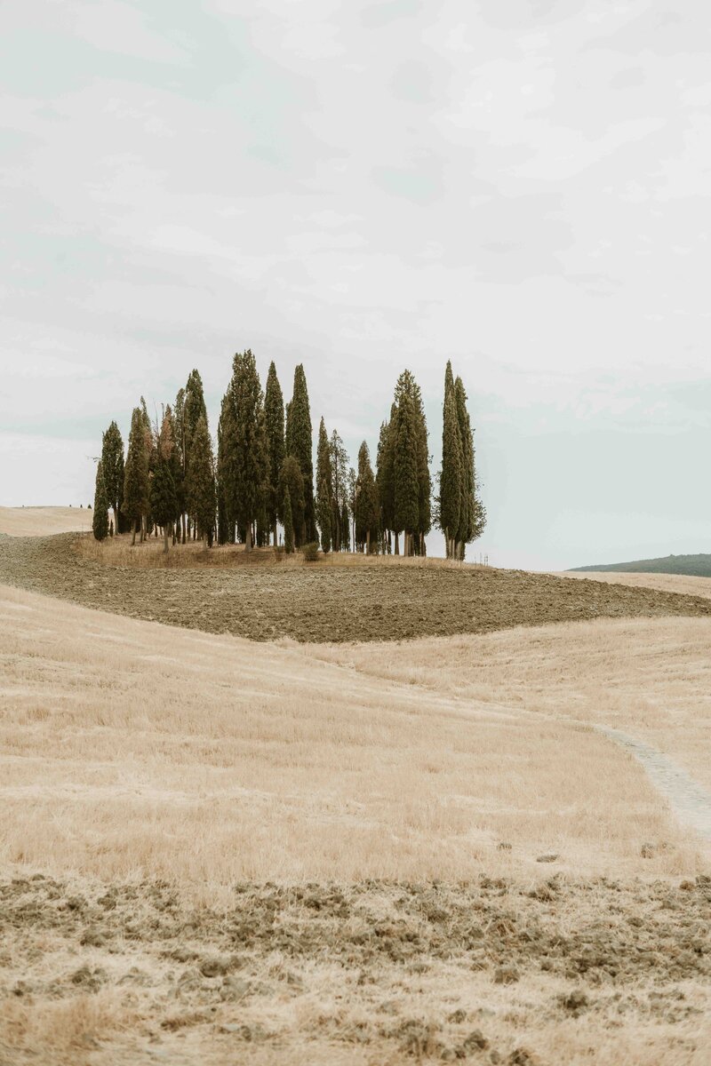 Trees in a field