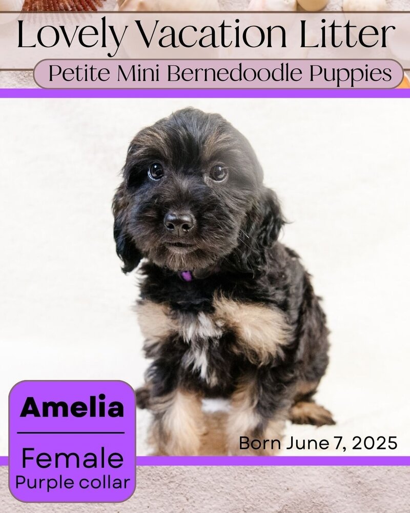 Vacation - Purple Amelia Female