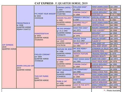 Cat Express-Mare2