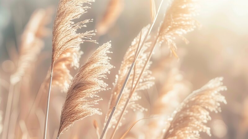Pampas grass blows in the breeze with the golden sun shining in the background.