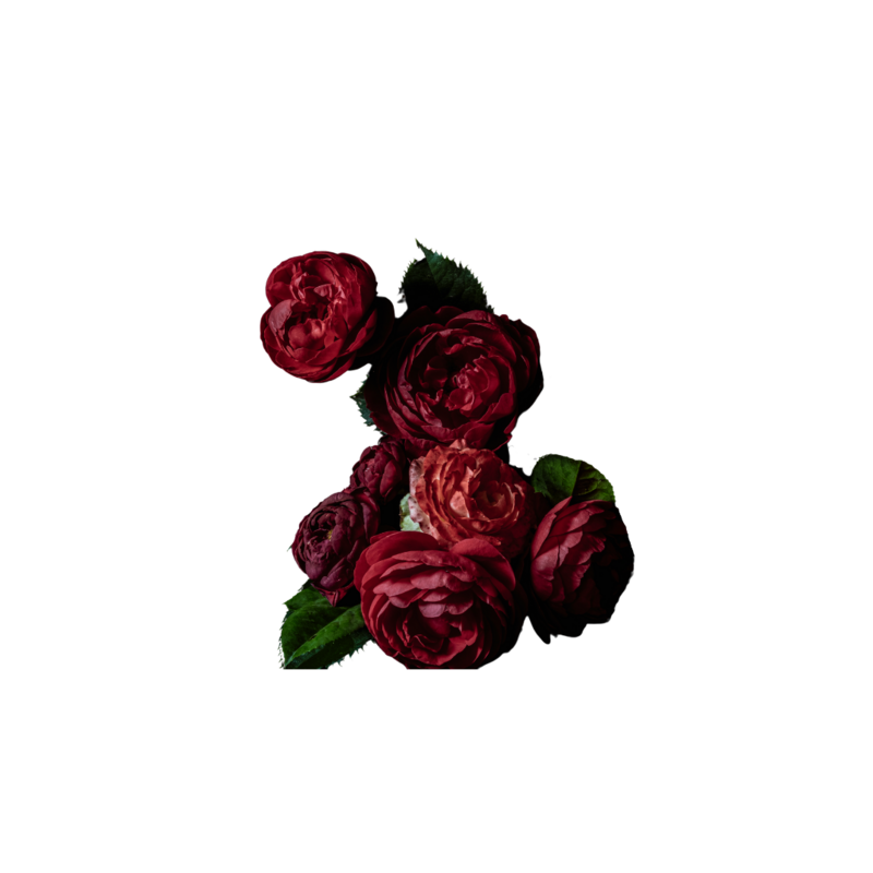 Red flowers for Elyana Studio Showit Website branding