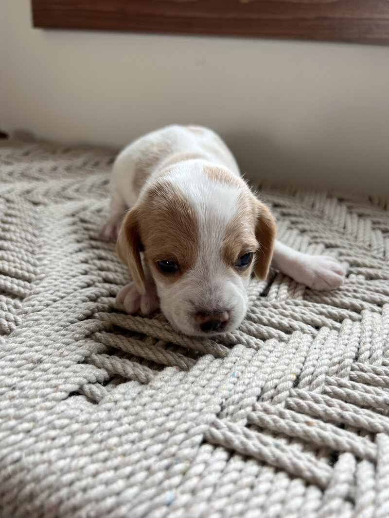 Pocket Beagle Puppies For Sale