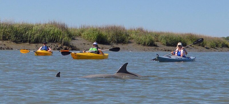 Kayak + Dolphin