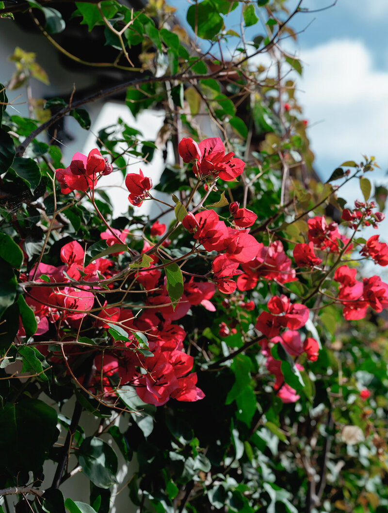Florals at Laguna Gloria 