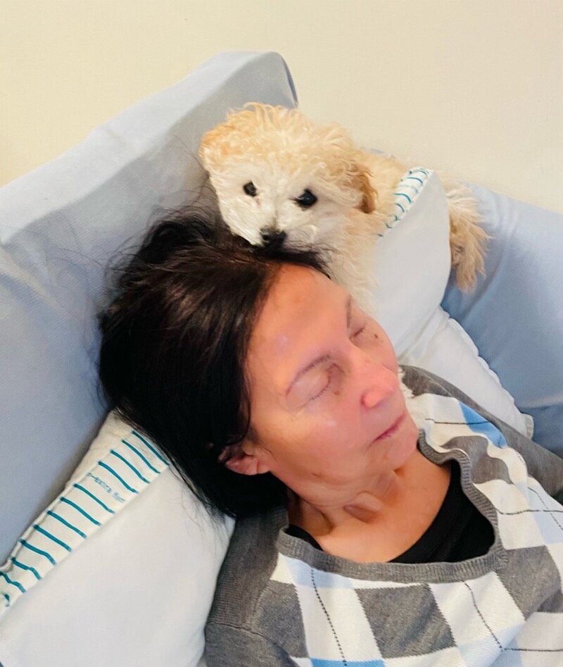 Cavapoo Therapy Dog