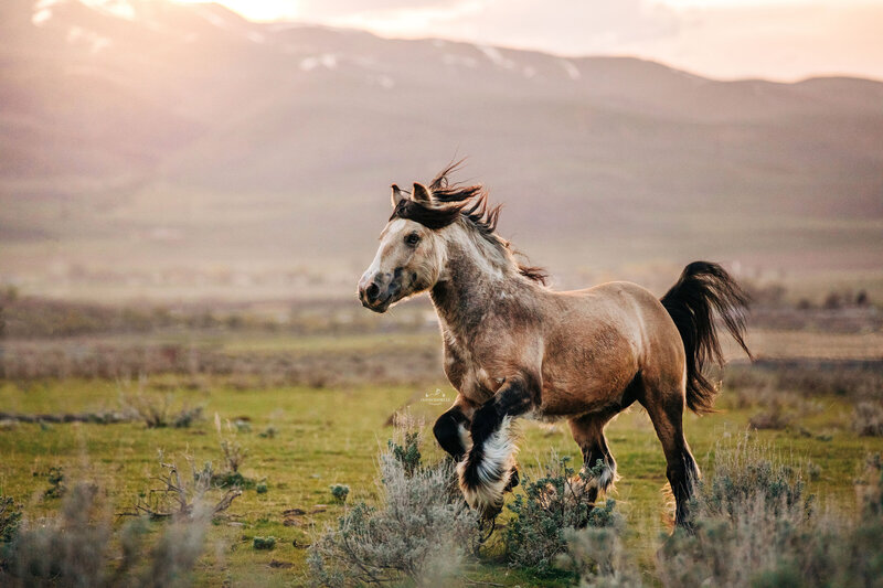 Stallions (24)