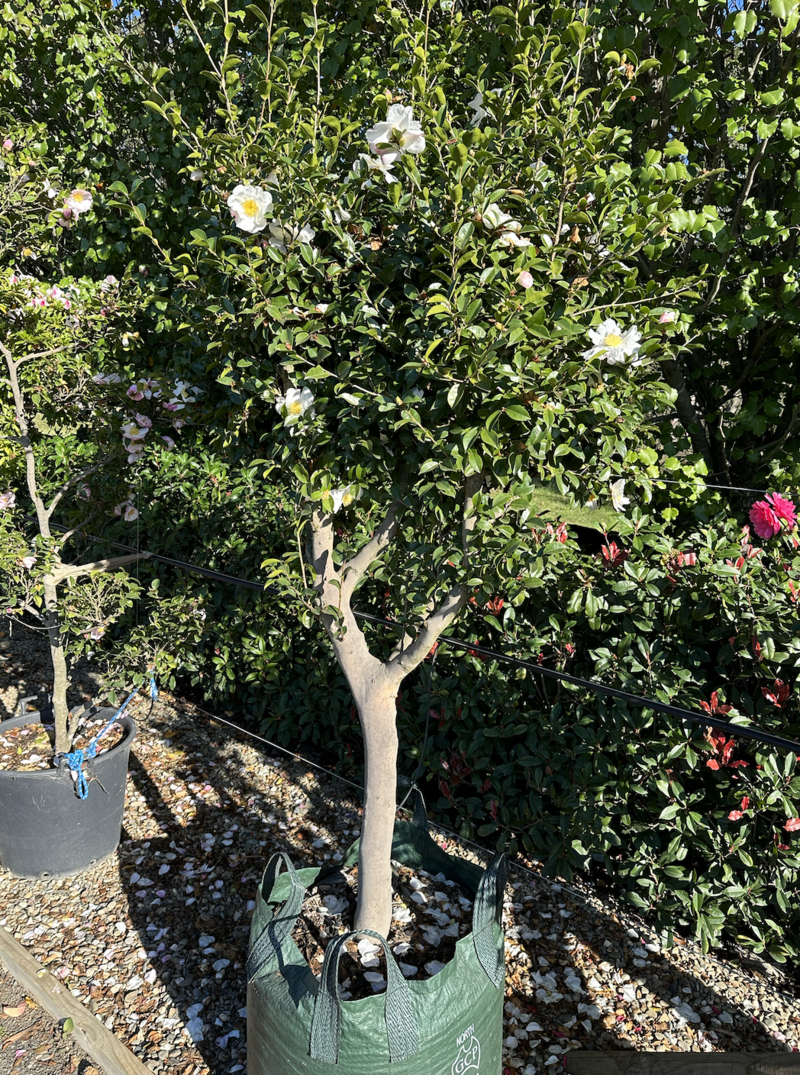 Gardenia Augusta 'Florida' - Gardenia Augusta Standards