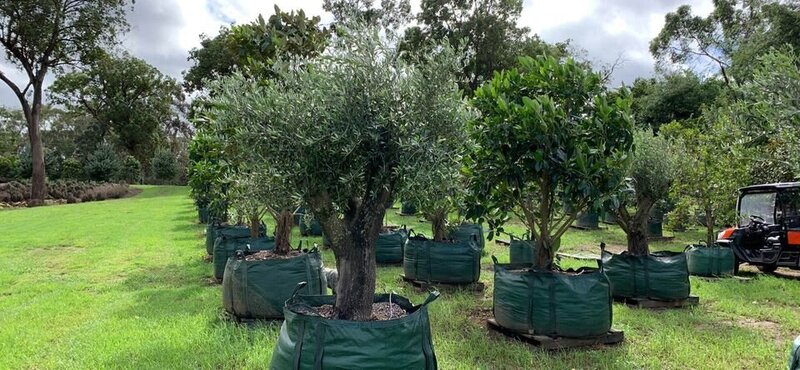 Olive Tree - 'FRANTOIO' - Go Green Nurseries