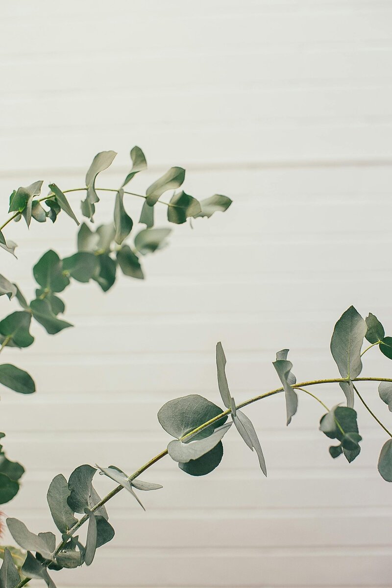 minimalist leaves shadow gif