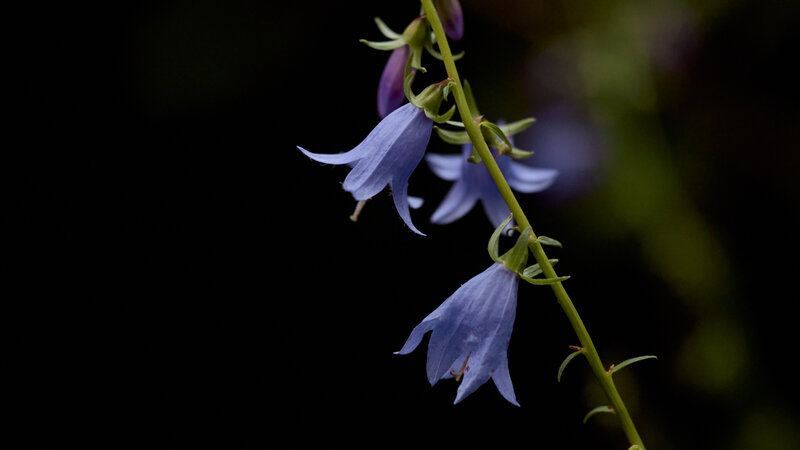 Blue bell shaped flower macro photograph 