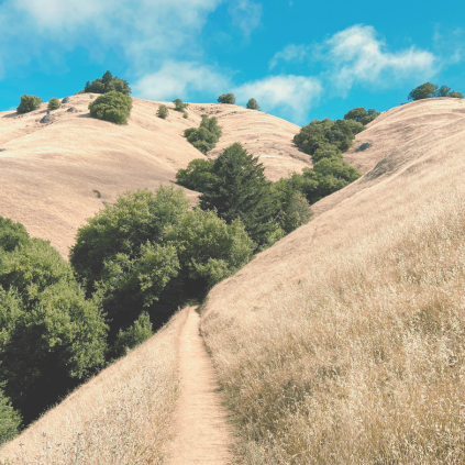 A trail cuts through golden California hills. The sky is bright blue and deep green trees dot the rolling hills.