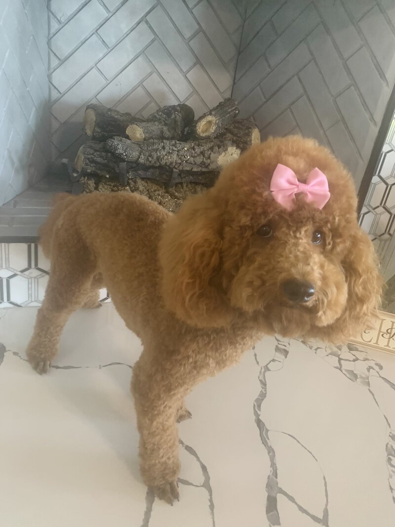 rosie 3