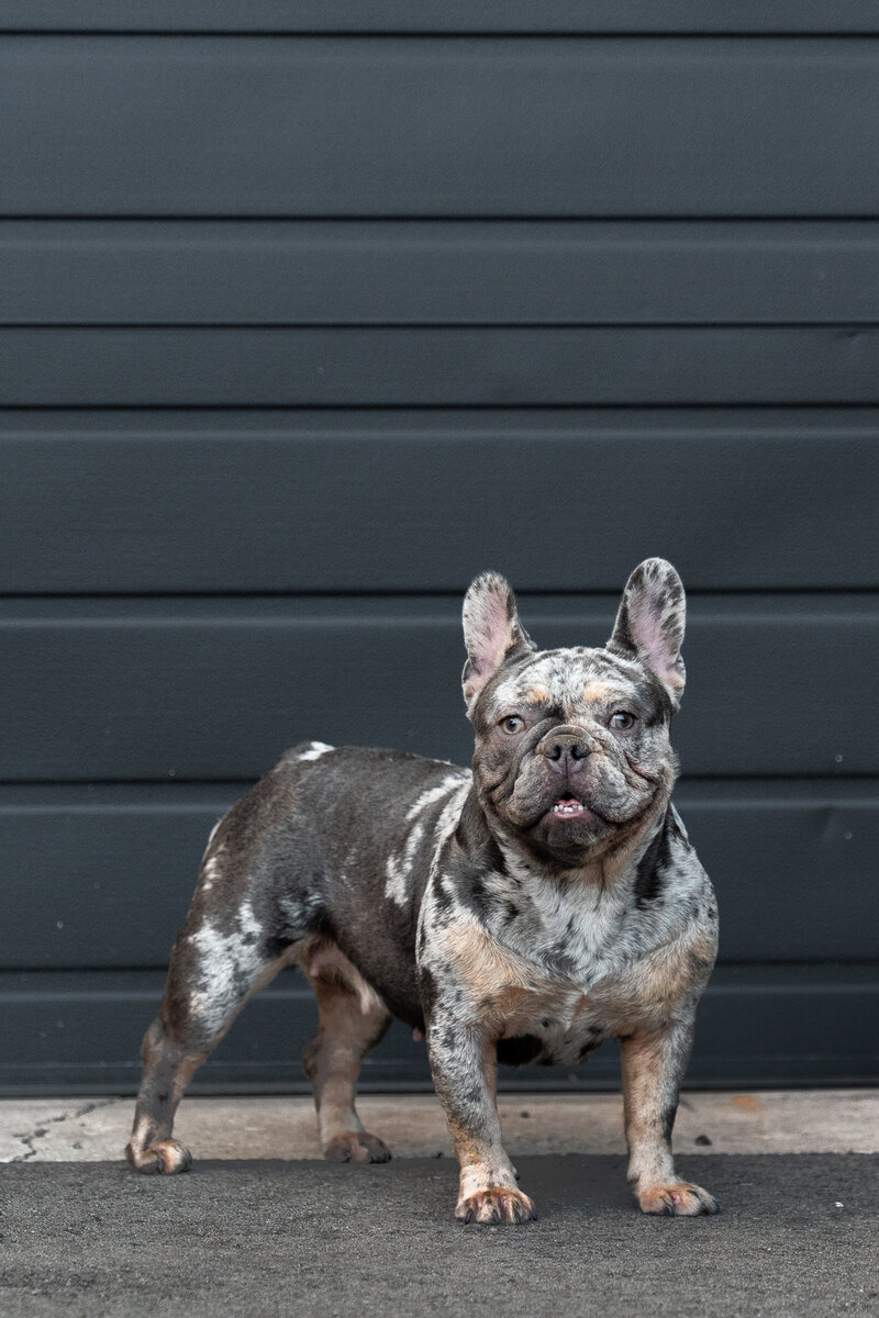 Lilac Merles French Bulldog available