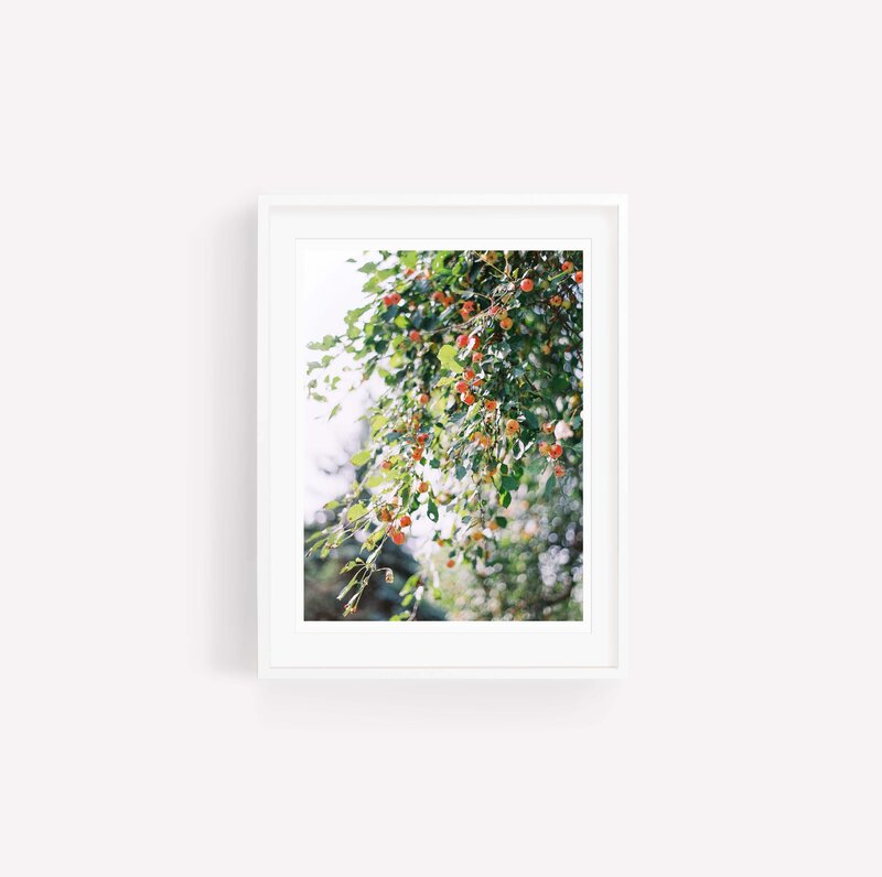 Apples_WhiteFrame