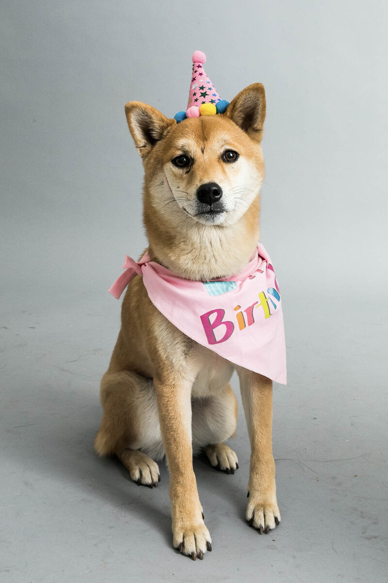 San Francisco pet photography