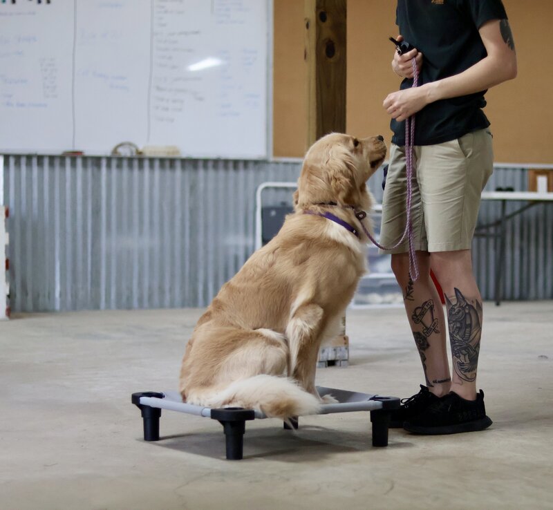 golden retriever sitting on place board obedience training
