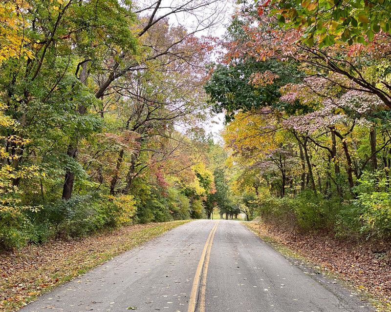 a nature photo of a road with trees lined on both sides, it's fall so many of the trees had changed colors
