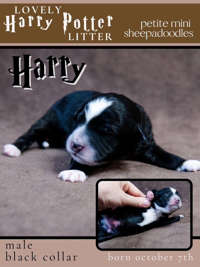 HP - Black Harry Male