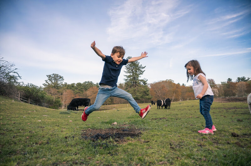 Kids playing with cows in background on a lincoln ma farm