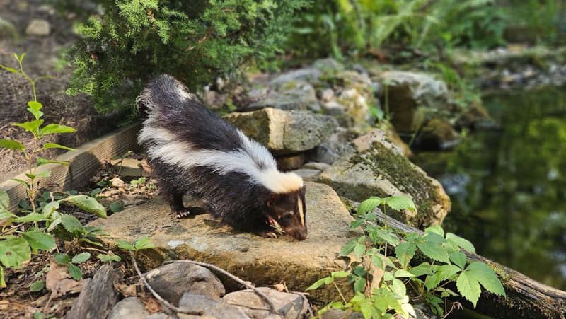 skunk