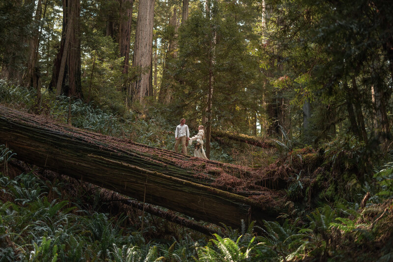 Redwoods forest elopement with couple walking through towering trees, photographed by Kollar Photography.