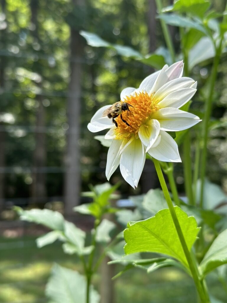 0974509C-C679-4A72-B7BB-7CB4E5551F21_1_105_c