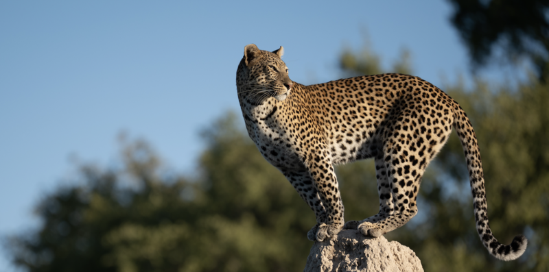 Man enjoying breakfast at safari lodge