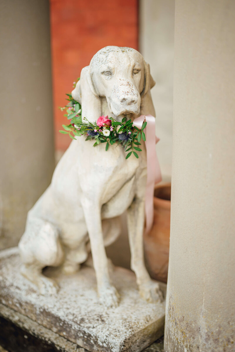 Dog with a collar at Homme House