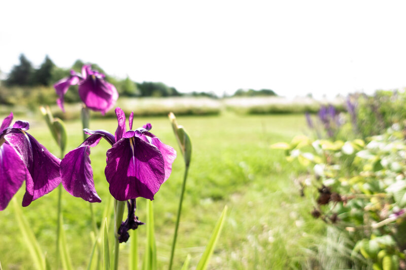 HORUS PAYSAGES_STANISLAS JUNG_architecte paysagiste yvelines-40