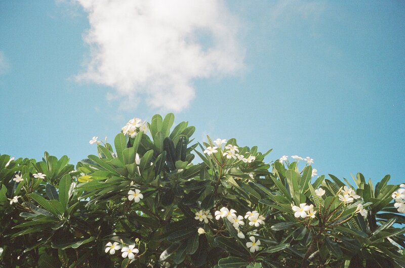 plumeria-flowers-hawaii
