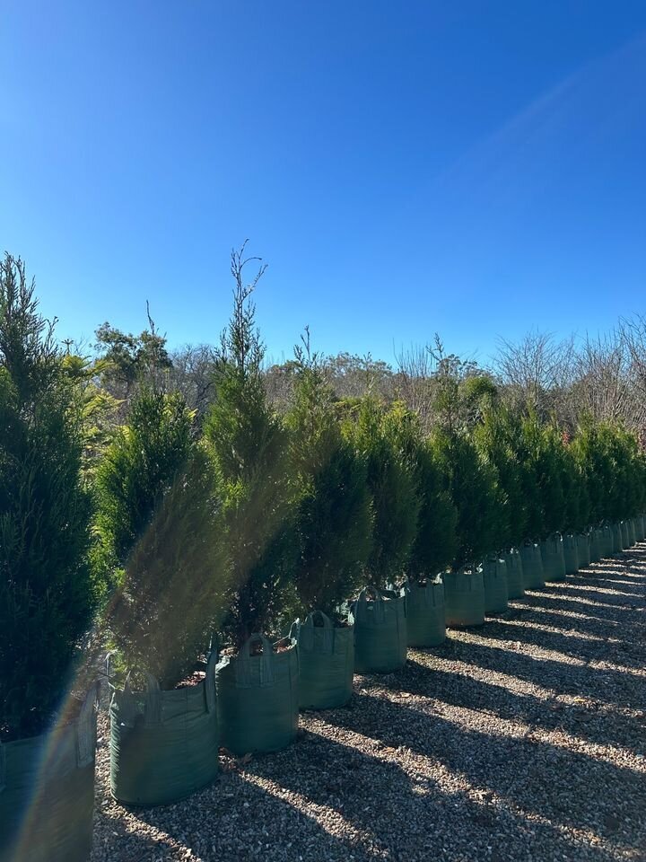 Conifers - Western Red Cedar - Upright - Thuja Plicata Fastigiata