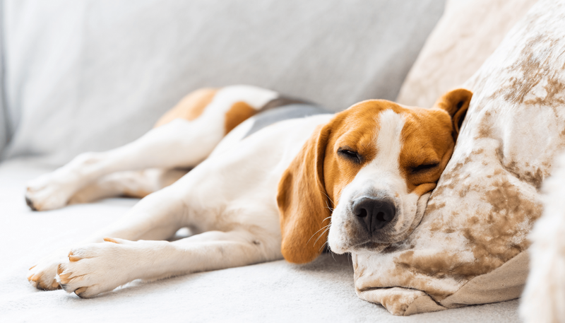 a beagle dog happily and safely snoozing on a couch pillow thanks to a pet-friendly cleaning service in Edmonton