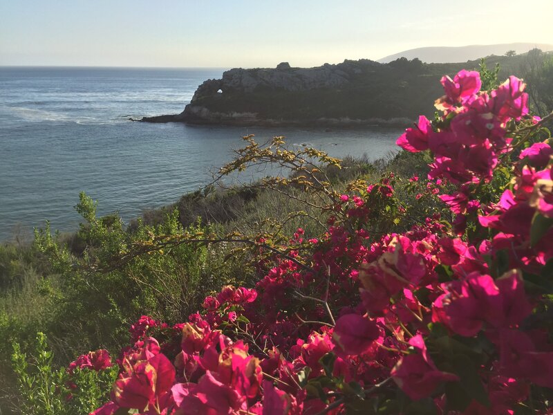 fuschsia flowers in front of the ocean with cliffs