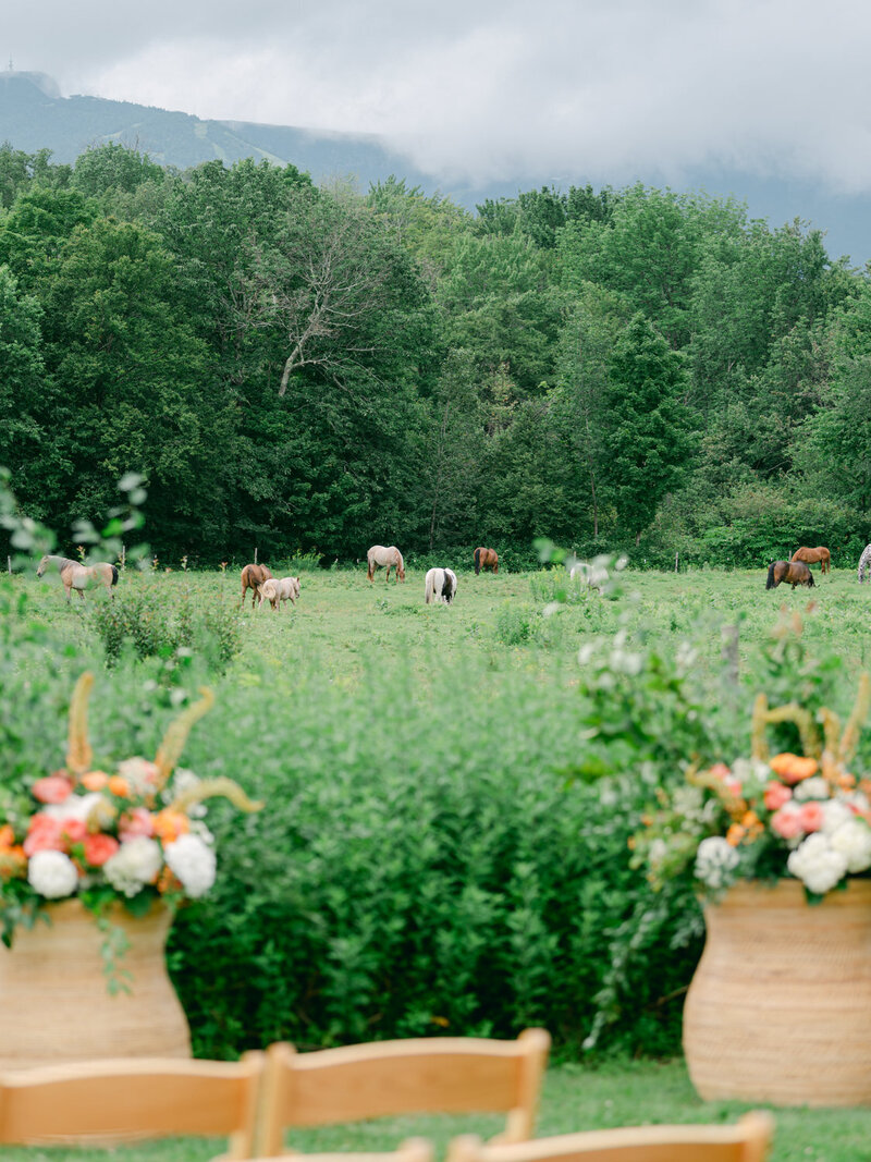 Horses graze in the pasture behind the ceremony site at topnotch resort in Stowe, Vermont.
