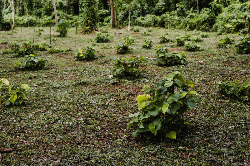 kava plants