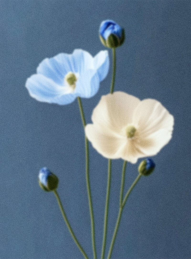 Grainy Floral Image