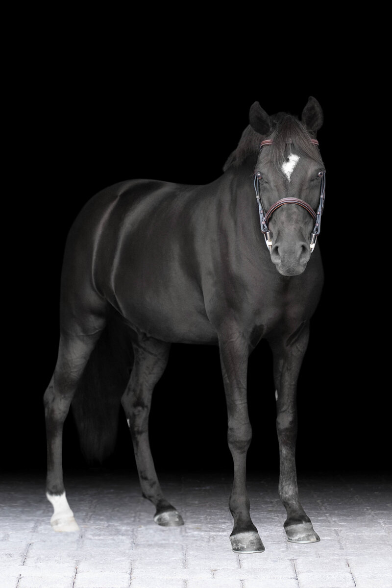 tallahassee florida photography of a black horse on a black background