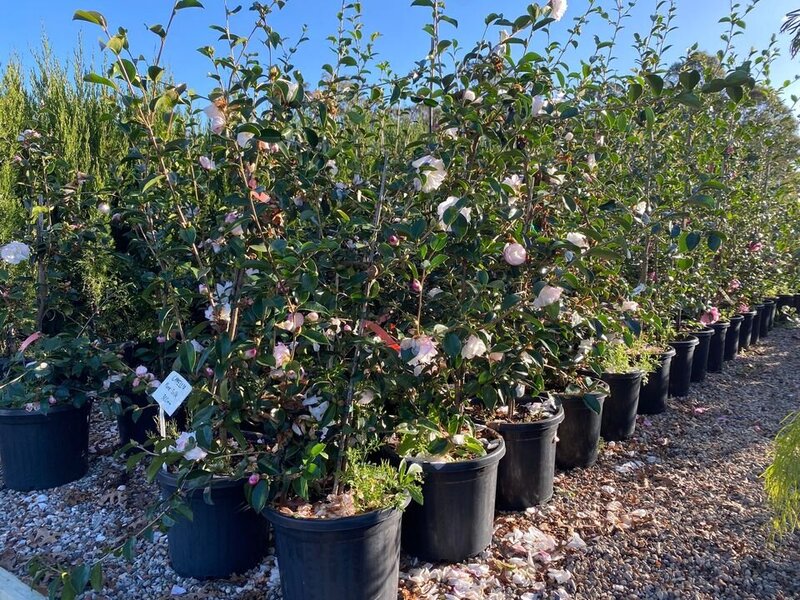 Camellia Sasanqua Pure Silk - Mature Hedges & Screens Sydney