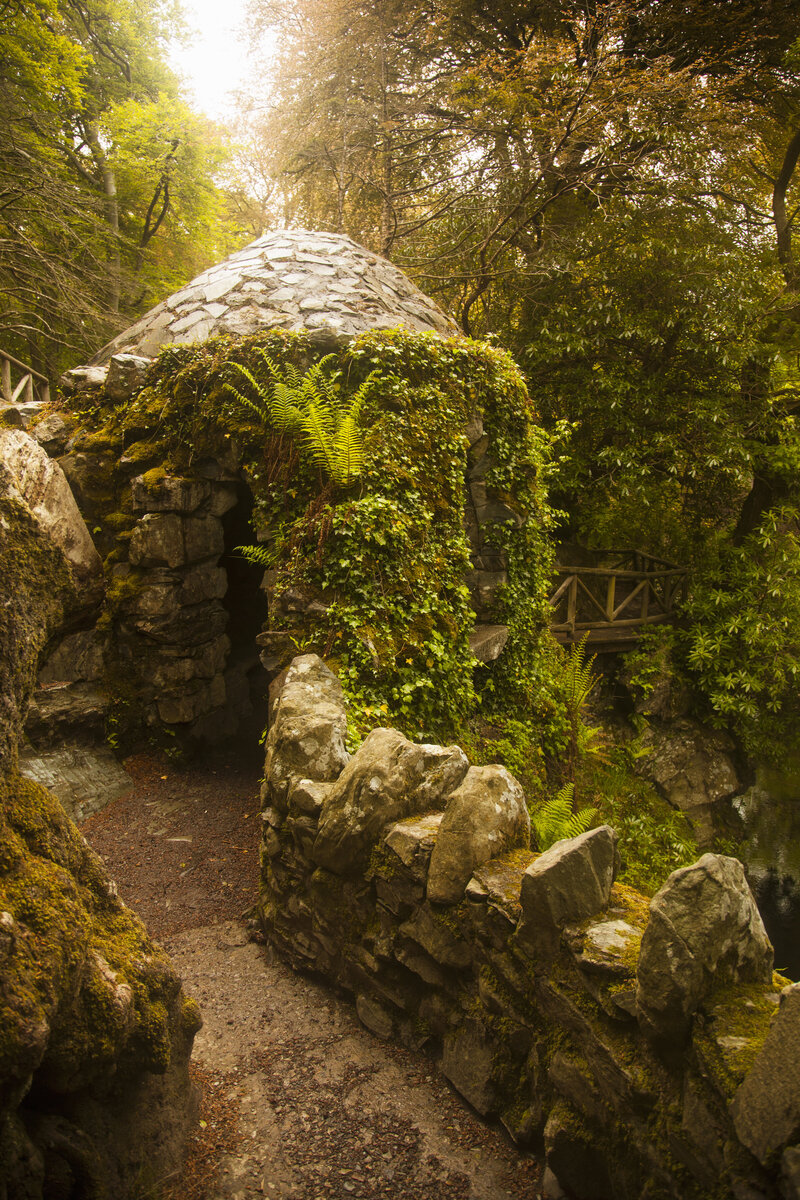 Sunrise forrest in whimsical park with ferns and ivy