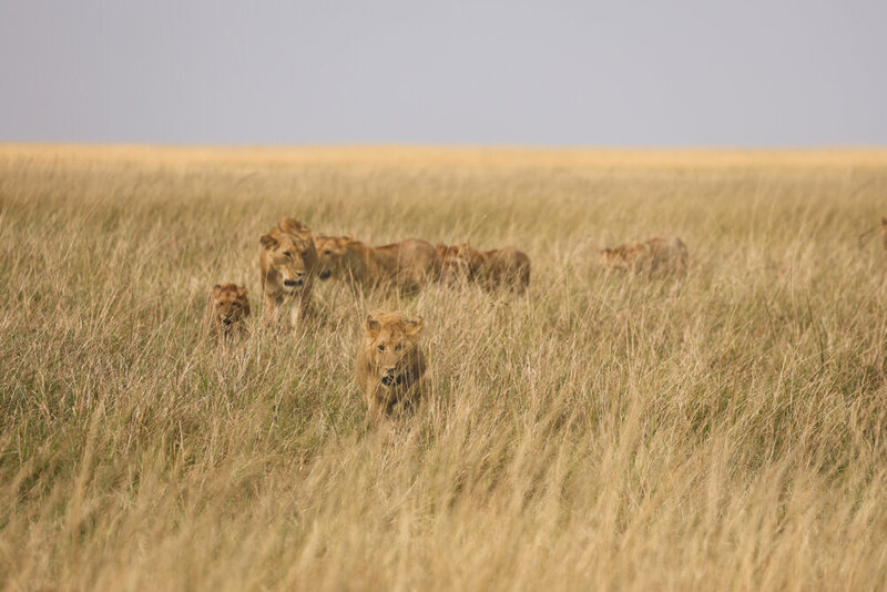 safariedited-060-Edit