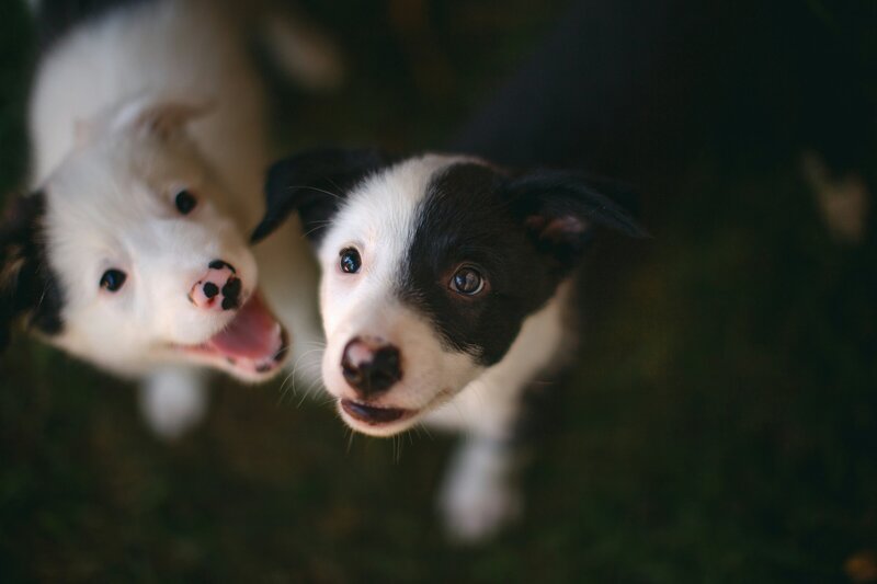 two australian shepherd puppies sitting next to each other looking up at the camera