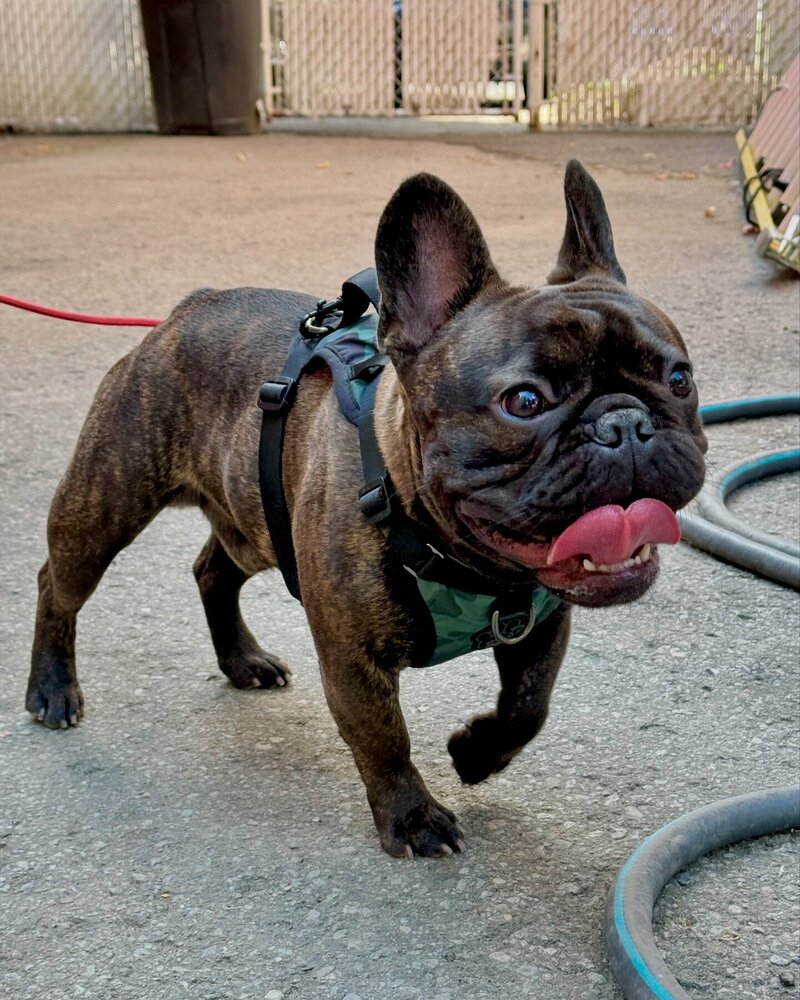 LMN Bulldogs male with champion structure and personality
