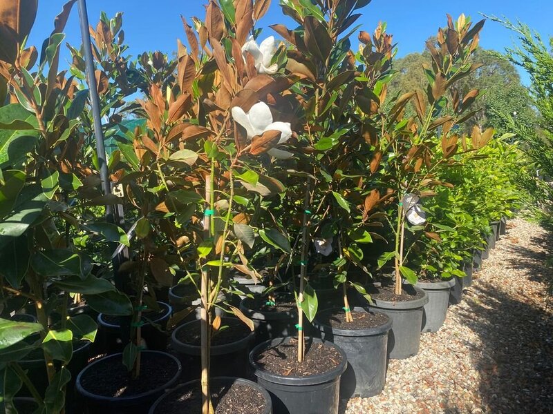 Mature magnolia little gem trees for sale sydney