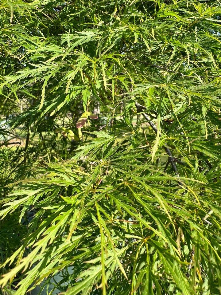 ACER PALMATUM DISSECTUM - RED WEEPING MAPLES MATURE TREE SYDNEY