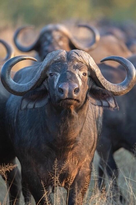 Buffalo_Bull_SKNP_Rudi_Hulshof