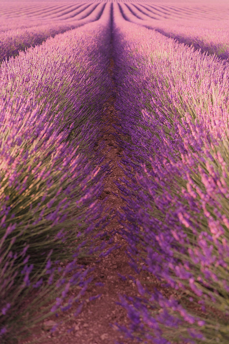 wedding and portrait photographer lavender fields in Provence France