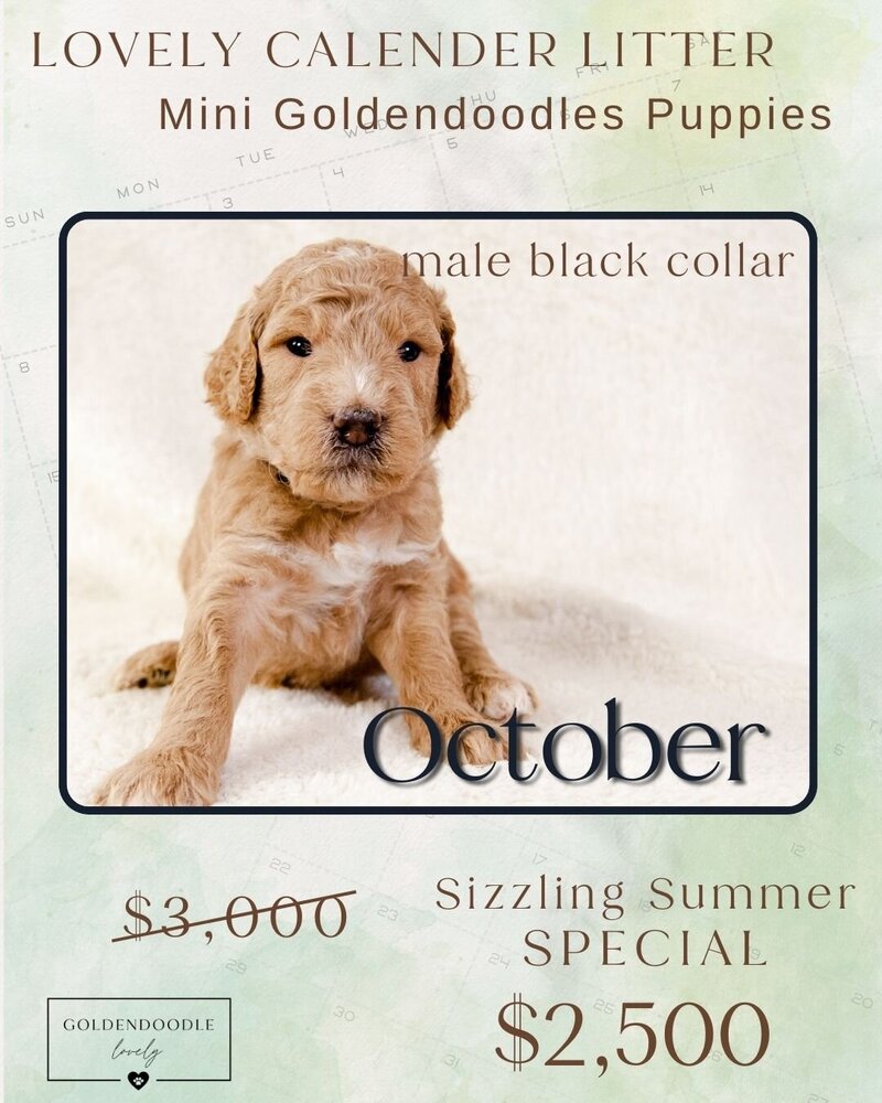 Calendar Black Oct Male